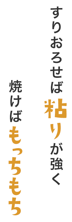 すりおろせば粘りが強く焼けばもっちもち